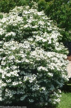 Summer Snowflake Viburnum - 1 Gallon Pot -Garden Outdoor Plant Store viburnum summer snowflake 102