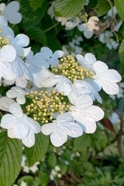 Summer Snowflake Viburnum - 1 Gallon Pot -Garden Outdoor Plant Store viburnum summer snowflake 103