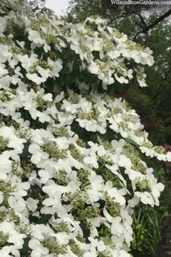 Summer Snowflake Viburnum - 1 Gallon Pot -Garden Outdoor Plant Store viburnum summer snowflake 105
