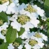 Summer Snowflake Viburnum - 1 Gallon Pot 2 Summer Snowflake Viburnum - 1 Gallon Pot -Garden Outdoor Plant Store viburnum summer snowflake 106
