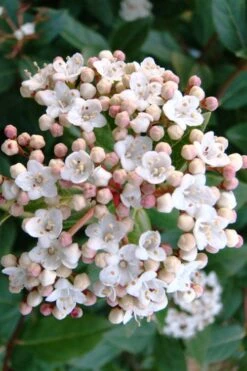 Spring Bouquet Viburnum - 1 Gallon Pot -Garden Outdoor Plant Store viburnum tinus spring bouquet 1 1