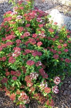 Spring Bouquet Viburnum - 1 Gallon Pot -Garden Outdoor Plant Store viburnum tinus spring bouquet 2 1