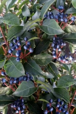 Spring Bouquet Viburnum - 6 Pack Of 1 Gallon Pots -Garden Outdoor Plant Store viburnum tinus spring bouquet 5