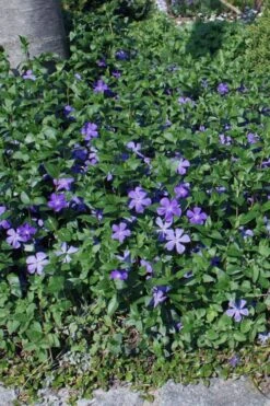 Bigleaf Periwinkle (Vinca Major) - 8 Pack Of 2.5" Pots -Garden Outdoor Plant Store vinca major bigleaf periwinkle 10
