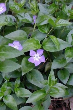 Bigleaf Periwinkle (Vinca Major) - 8 Pack Of 2.5" Pots -Garden Outdoor Plant Store vinca major bigleaf periwinkle 12