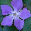 Bigleaf Periwinkle (Vinca Major) - 8 Pack Of 2.5" Pots 1 Bigleaf Periwinkle (Vinca Major) - 8 Pack Of 2.5" Pots -Garden Outdoor Plant Store vinca major bigleaf periwinkle 13