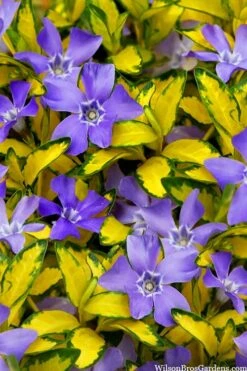 Illumination Variegated Periwinkle (Vinca Minor) - 6 Pack Of Pint Pots -Garden Outdoor Plant Store vinca minor illumination 10