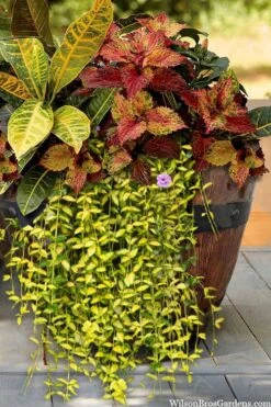 Illumination Variegated Periwinkle (Vinca Minor) - 6 Pack Of Pint Pots -Garden Outdoor Plant Store vinca minor illumination 7