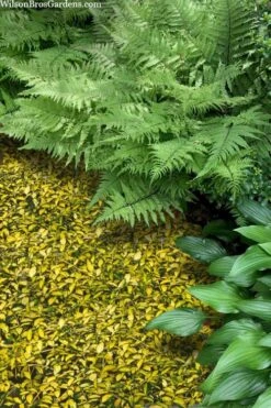 Illumination Variegated Periwinkle (Vinca Minor) - 6 Pack Of Pint Pots -Garden Outdoor Plant Store vinca minor illumination 8