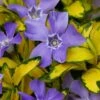 Illumination Variegated Periwinkle (Vinca Minor) - 6 Pack Of Pint Pots 1 Illumination Variegated Periwinkle (Vinca Minor) - 6 Pack Of Pint Pots -Garden Outdoor Plant Store vinca minor illumination 9
