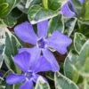 Ralph Shugert Variegated Periwinkle (Vinca Minor) - 10 Pack Of Pint Pots 2 Ralph Shugert Variegated Periwinkle (Vinca Minor) - 10 Pack Of Pint Pots -Garden Outdoor Plant Store vinca minor ralph shugert variegated evergreen periwinkle 1 1
