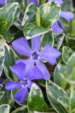 Ralph Shugert Variegated Periwinkle (Vinca Minor) - 10 Pack Of Pint Pots