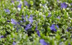 Ralph Shugert Variegated Periwinkle - Vinca Minor - 5 Pack Of Pint Pots -Garden Outdoor Plant Store vinca minor ralph shugert variegated evergreen periwinkle 3