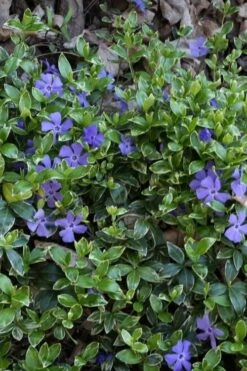 Ralph Shugert Variegated Periwinkle (Vinca Minor) - 10 Pack Of Pint Pots -Garden Outdoor Plant Store vinca minor ralph shugert variegated evergreen periwinkle 4 1