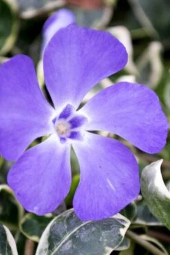 Ralph Shugert Variegated Periwinkle - Vinca Minor - 5 Pack Of Pint Pots -Garden Outdoor Plant Store vinca minor ralph shugert variegated evergreen periwinkle 6