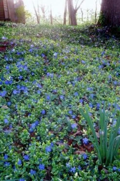Ralph Shugert Variegated Periwinkle (Vinca Minor) - 10 Pack Of Pint Pots -Garden Outdoor Plant Store vinca minor ralph shugert variegated evergreen periwinkle 7 1