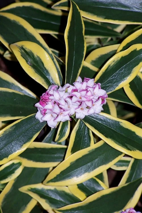 Marianni Variegated Pink Winter Daphne - 2 Gallon Pot 7 Marianni Variegated Pink Winter Daphne - 2 Gallon Pot - Image 5