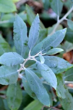 Woodlanders Blue Dusty Zenobia (Honeycup) - 3 Gallon Pot 15 Woodlanders Blue Dusty Zenobia (Honeycup) - 3 Gallon Pot -Garden Outdoor Plant Store zenobia woodlanders blue 21