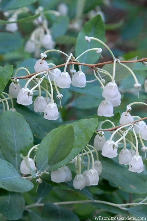 Woodlanders Blue Dusty Zenobia (Honeycup) - 3 Gallon Pot 3 Woodlanders Blue Dusty Zenobia (Honeycup) - 3 Gallon Pot