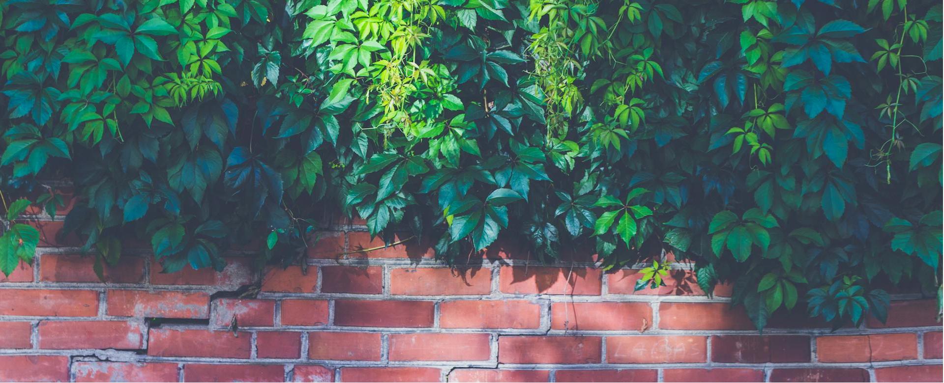 Garden Outdoor Plant Store -Garden Outdoor Plant Store pexels dom j 7304 227396